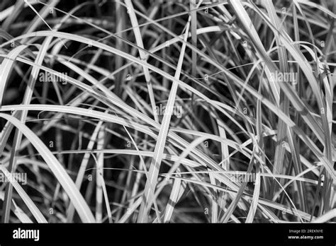 Black and white grass texture for backgrounds Stock Photo - Alamy