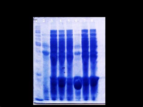 SDS-PAGE of crude protein samples showing recombinant protein... | Download Scientific Diagram