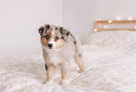 How to Keep a Dog from Jumping Off of a Bed? - PatchPuppy.com