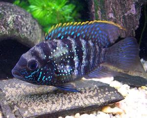 Blue Acara Cichlid – Aquarium Fish Paradise – Adelaide SA