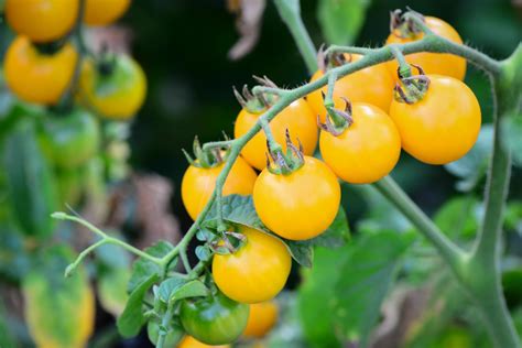 Gelbe Tomaten: Die besten Sorten & Pflanztipps - Plantura