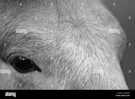 The eye of an Eriskay pony stallion Stock Photo - Alamy