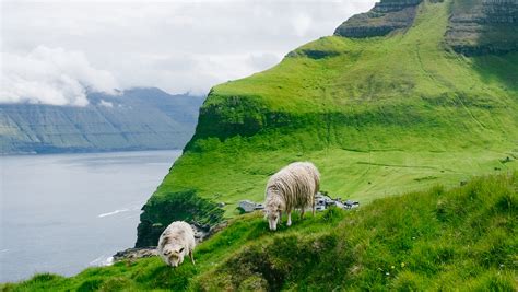 Faroe Islands Sheep Photography & Interesting facts about the sheep ...