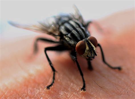 3 Signs You Have a Housefly Infestation - Deal With Pests