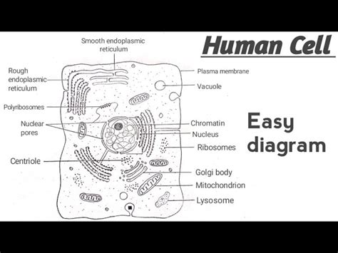 What Is Diagram Of Cell - Infoupdate.org