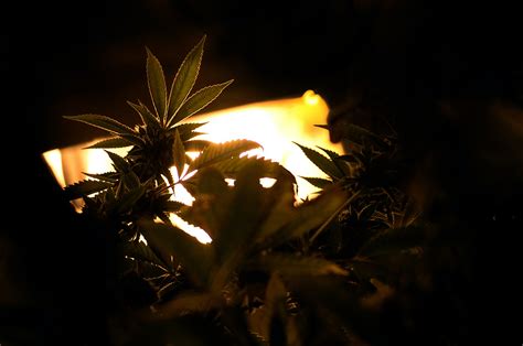 Our Complete Guide To The Best HID Grow Lights For Healthy Plants | Herb | Herb