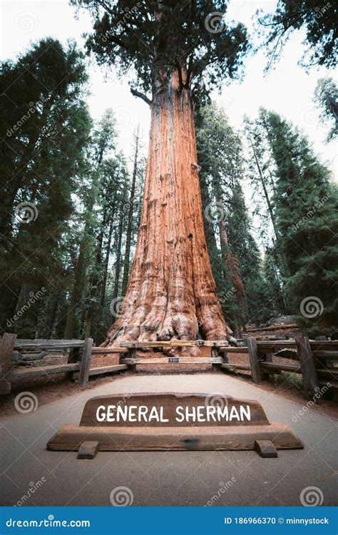 General Sherman Tree, the World`s Largest Tree by Volume, Sequoia ...