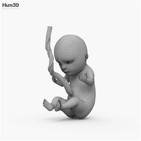 Human Fetus 3D model - Download Anatomy on 3DModels.org