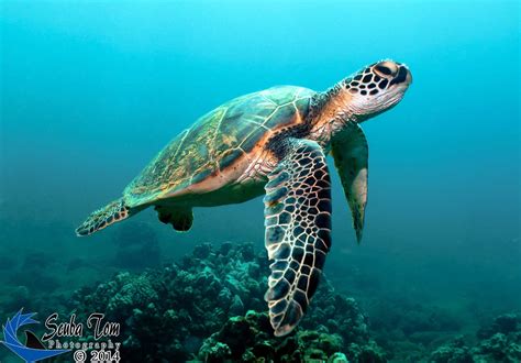 Sea Turtle photography by Scuba Tom