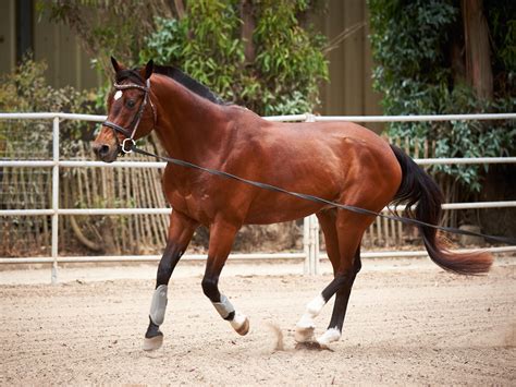 Lunging a Horse Safely: Lunge Training & Equipment Guide