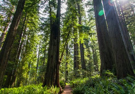 Redwood National Park - AdventureHacks