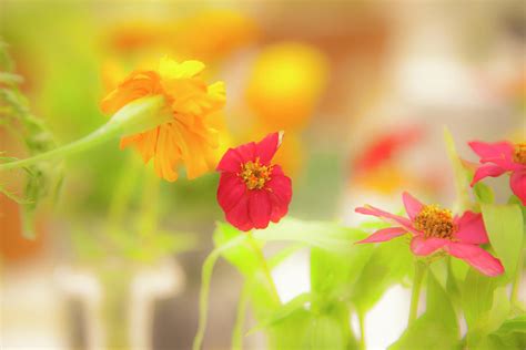 Pick Me Up Flowers Photograph by Toni Hopper - Fine Art America