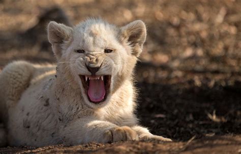 Download Baby Animal Roar Cub Animal White Lion HD Wallpaper