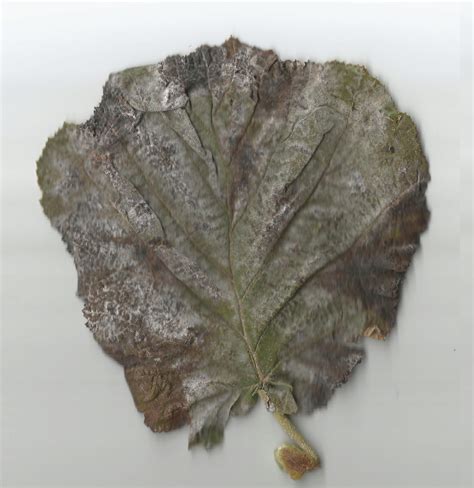 hazelnut tree corylus avellana - Powdery mildew - Nexles