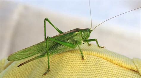 Types of Green Insects With Pictures and Names - Identification Guide