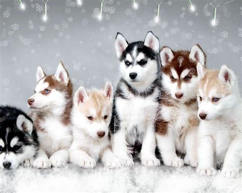 Baby Husky Wallpapers - Wallpaper Cave