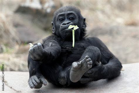 baby gorilla eating Stock Photo | Adobe Stock