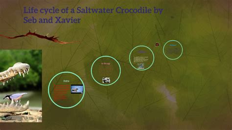 Life cycle of a Saltwater Crocodile by Helen Clifford on Prezi