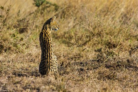 Serval - Africa Geographic