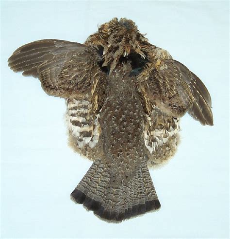 Ruffed Grouse Skins Feathers for sale by www.hideandfur.com