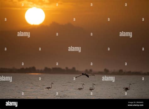 flamingo and sunset Stock Photo - Alamy