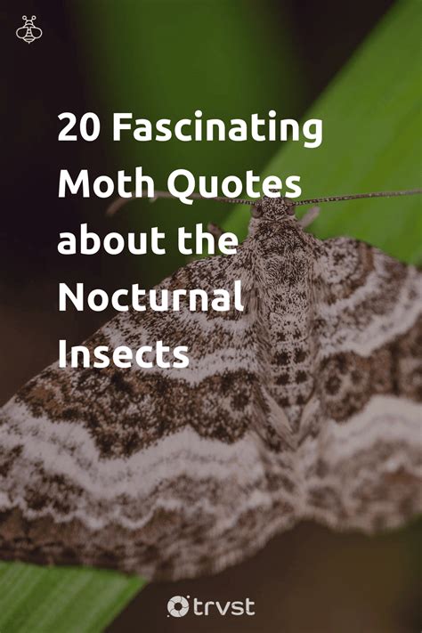 20 Fascinating Moth Quotes about the Nocturnal Insects