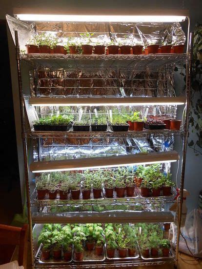 Fresh Herbs: A Delightful Harvest from My Indoor Garden