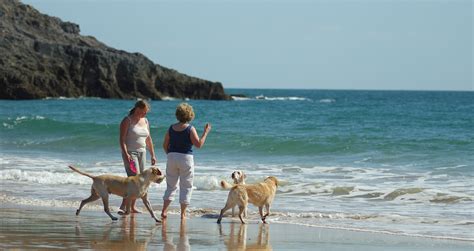 Dog friendly beaches in Pembrokeshire, Wales | Visit Pembrokeshire