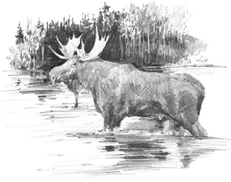 Moose | Moose pictures, Pencil drawings of animals, Moose illustration