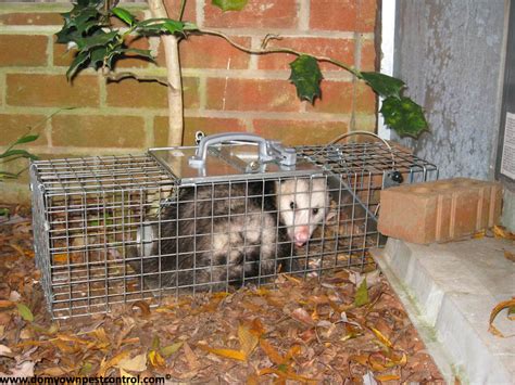 Possum Traps - How to Trap a Possum - Opossum trapping