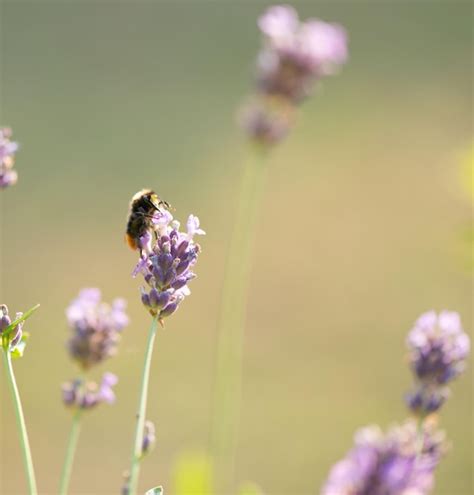 Premium Photo | Bumble bee searching for food macrophotography