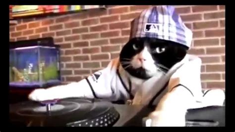 Dj El Gato Cat