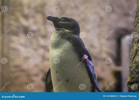 Tennessee Penguin Resting Gatlinburg Aquarium Stock Image - Image of gatlinburg, penguin: 161600615