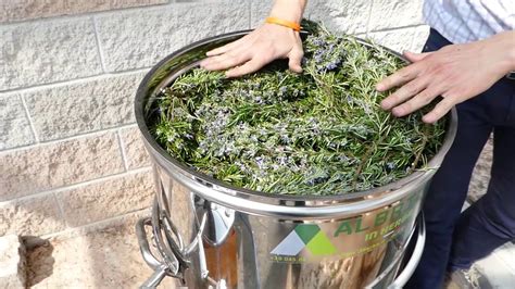 Distillation of Rosemary essential oil - distiller plus in 2020 | Essential oil distiller ...