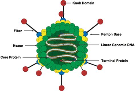 Adenovirus transmission, symptoms, prevention & adenovirus treatment