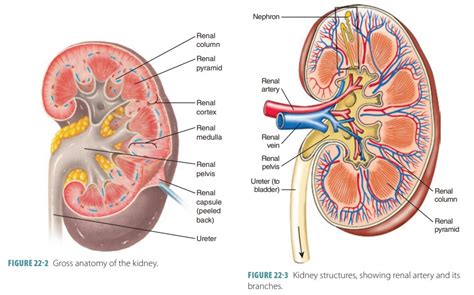 Kidney Diagram Nephron