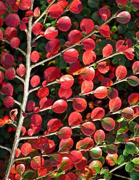 Cotoneaster - planting, pruning, care in hedges and shrub beds