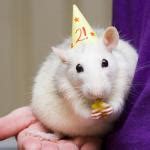 Birthday Rat Meme Generator - Imgflip