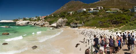 Boulders Beach | Penguins in South Africa | Go2Africa