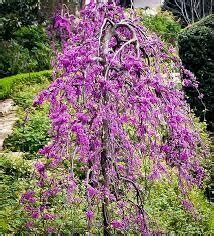 Redbud Weeping Ruby Falls Ornamental Tree - Our Online Store | Lancaster Greenhouse & New Leaf ...