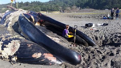 Historic Blue Whale Skeleton To Be Debuted At Oregon State - Awesome Ocean