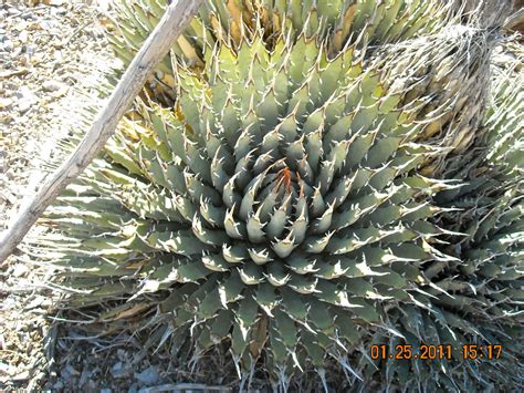 Chris's Nevada wilderness Corner: The diverse plant flora of the Nevada ...