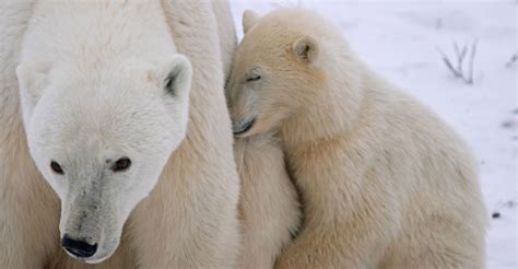 Cutest Cubs of Them All: Baby Polar Bear Photos & Fun Facts