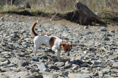 Why is My Dog Eating Rocks? Understanding the Causes and Risks | Buffalo Grove Animal Hospital