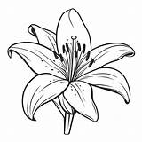 Lily Coloring Pages To Download And Print For Free sketch template
