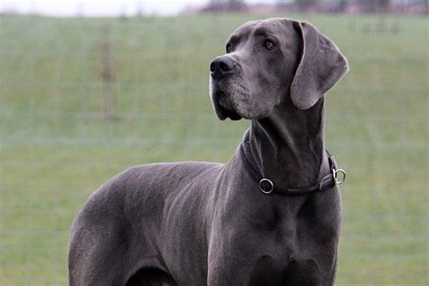 What Is A Big Dog Breed Breed Dogs Spinningpetsyarn - Photos