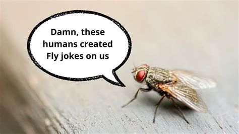 70 Funny Fly Jokes And Puns That Need No Navigation