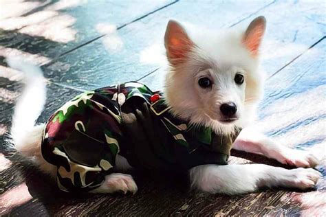 Small Japanese Dog Breeds (5 Cute And Small Dogs) – YouGoJapan