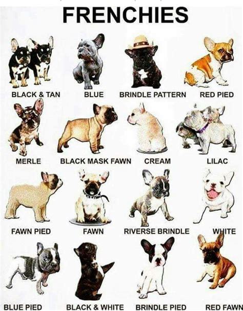 31 Top Pictures Frenchie French Bulldog Dna Color Chart : Understanding French Bulldogs Colors ...