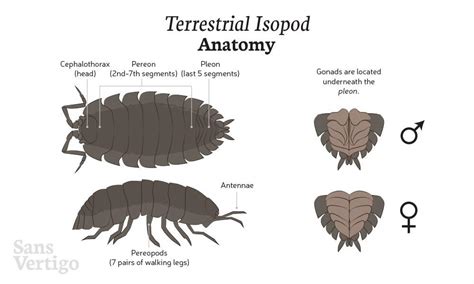 Isopod Care And Culturing | Wiki | Reptiles Amino